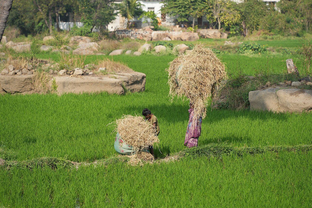 Rice farmers carrying hay in Anegundi, Karnataka, January 27, 2023. Context photograph; not identified as participants in the Google/Gates initiative.